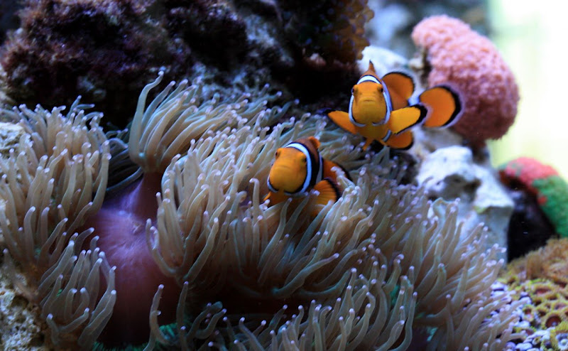 澳洲悉尼科技大学Bachelor of Marine Biology海洋生物学辅导