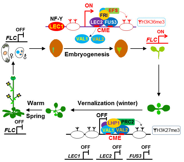 悉尼大学BIOL1007课程知识点总结