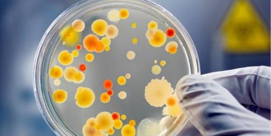 澳大利亚生物专业课预习辅导