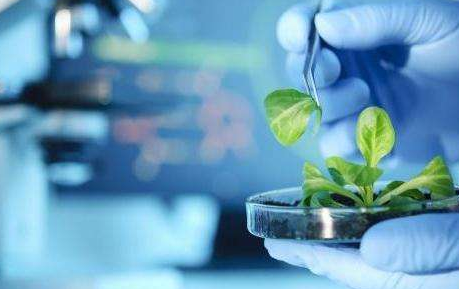 澳洲生物技术专业辅导解析
