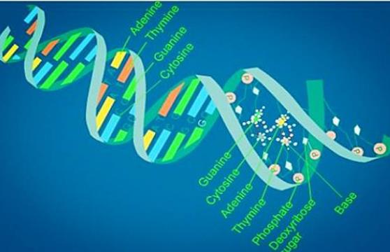 加拿大大学生物补习：研究生生物专业介绍就业方向