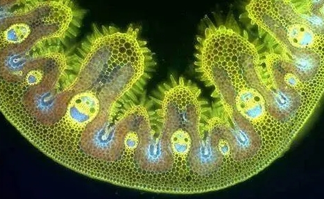 GCSE生物都有哪些？(gc是什么生物化学)