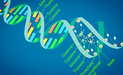 IBDP生物太难怎么办？(iba生物)