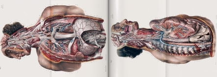 Anatomy and Human Biology课程遇到难题？寻求课程辅导的最佳途径！