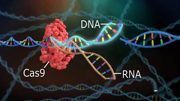 DNA编辑与重组CRISPR技术课程成绩欠佳，这里有提升成绩的技巧！