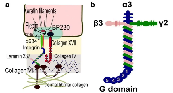 Molecular diagnosis课程从不及格到优秀的关键因素！