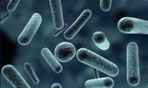 Biological课程困难重重？辅导究竟有用吗？