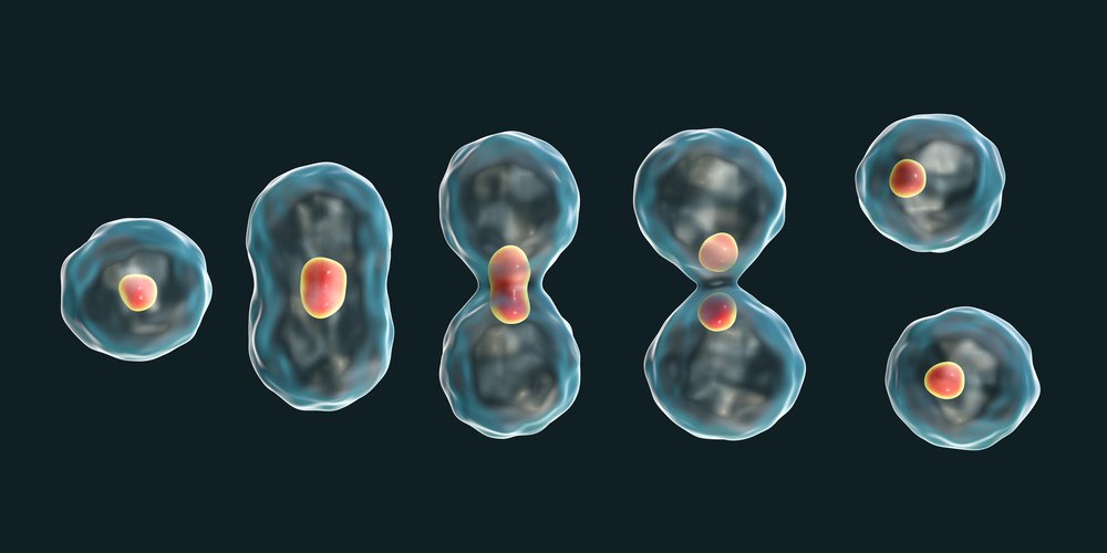 奥克兰大学生物医学工程本科BIOSCI 107课程课件讲解