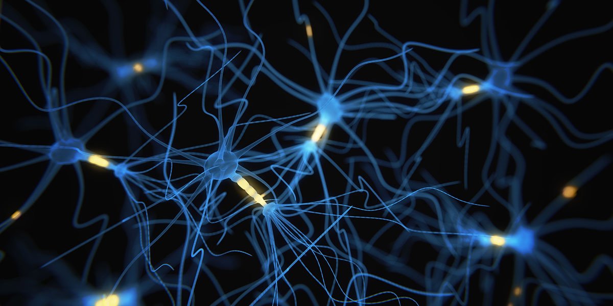 南安普顿大学生物化学专业神经系统科学考试要点解析