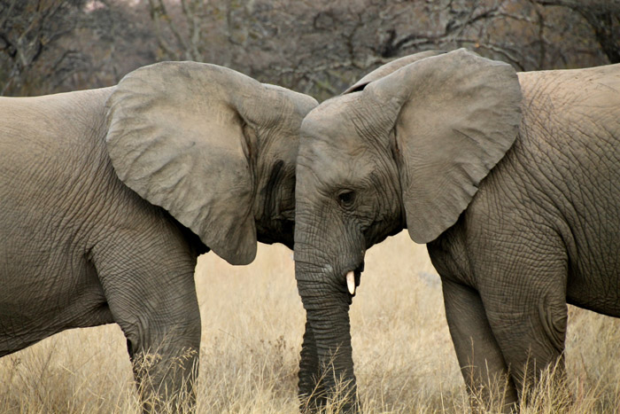 英国斯特林大学Animal Biology动物生物学辅导