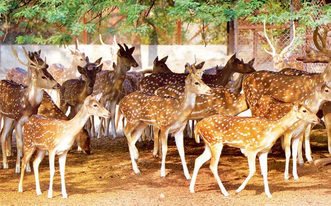 英国牛津布鲁克斯大学Animal Biology and Conservation动物生物学与保护辅导