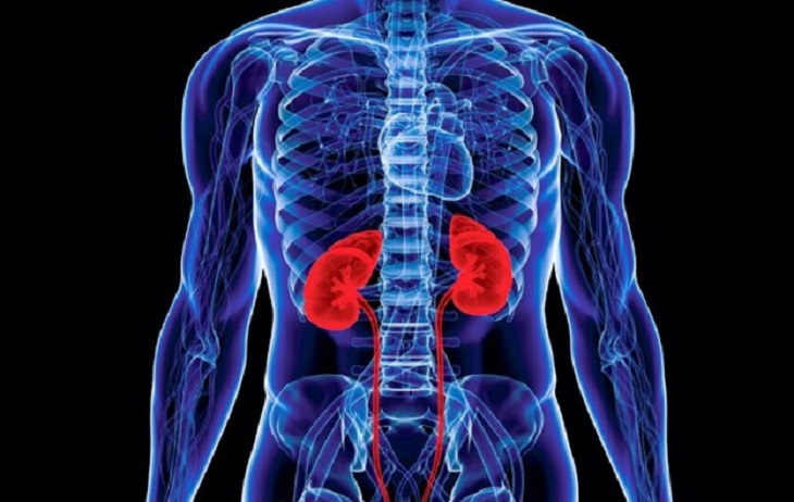英国伦敦大学国王学院Anatomy, Developmental & Human Biology BSc解剖学、发育和人类生物学辅导