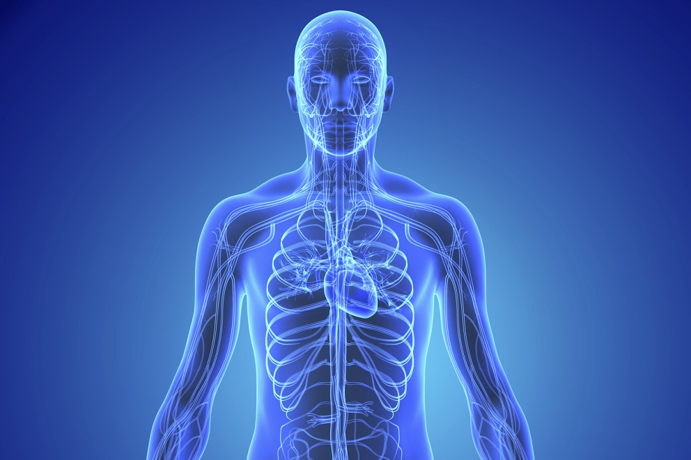 英国布里斯托大学Anatomy解剖学辅导