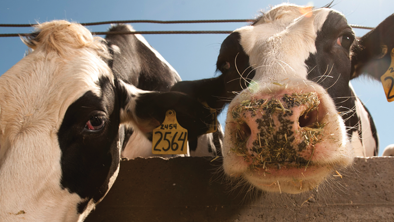 英国哈珀亚当斯大学学院Agriculture with Animal Science农业与动物科学辅导