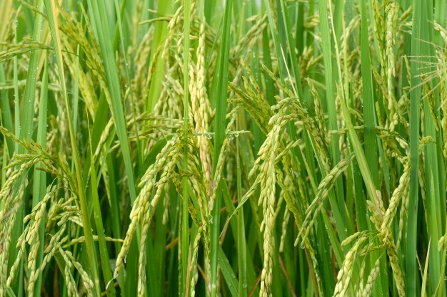 英国哈珀亚当斯大学学院Agri-Business农业辅导