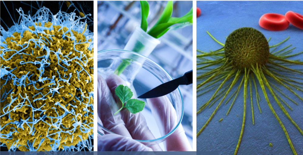 英国利兹大学Biological Sciences生物科学辅导