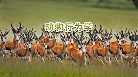 赫尔大学动物学专业课程基础知识复习