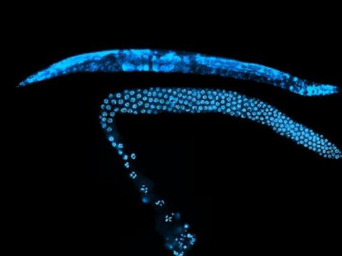 国外课件细胞生物学课件辅导