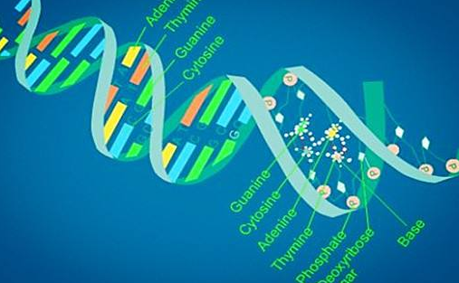 IBDP生物Biology SL HL辅导资料